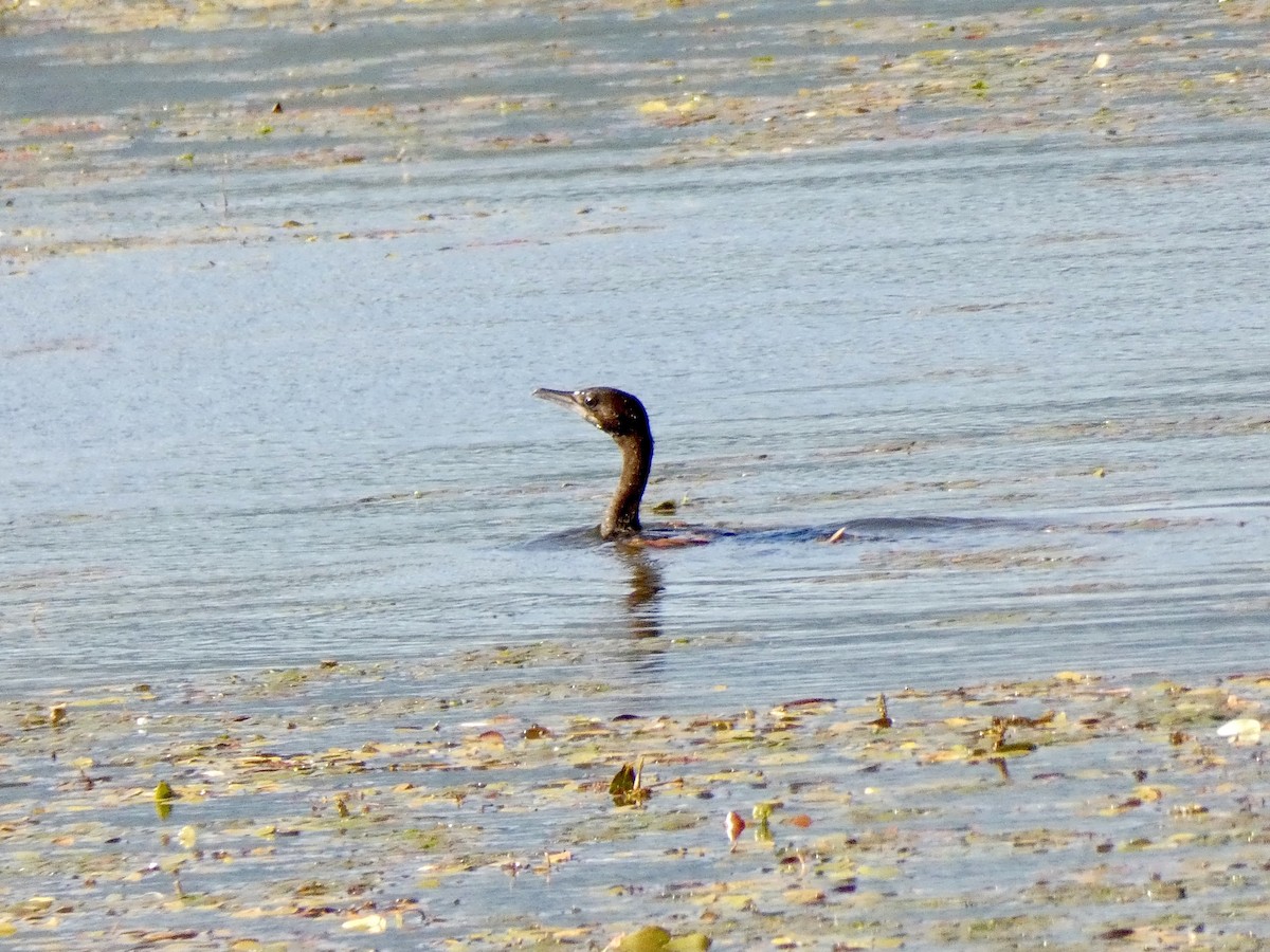 Pygmy Cormorant - ML467000271