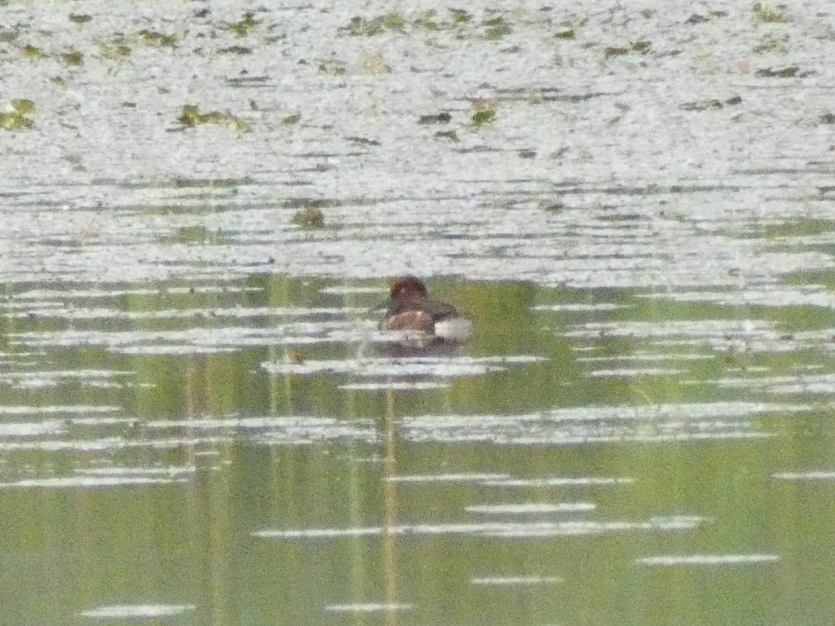 Ferruginous Duck - ML467000301