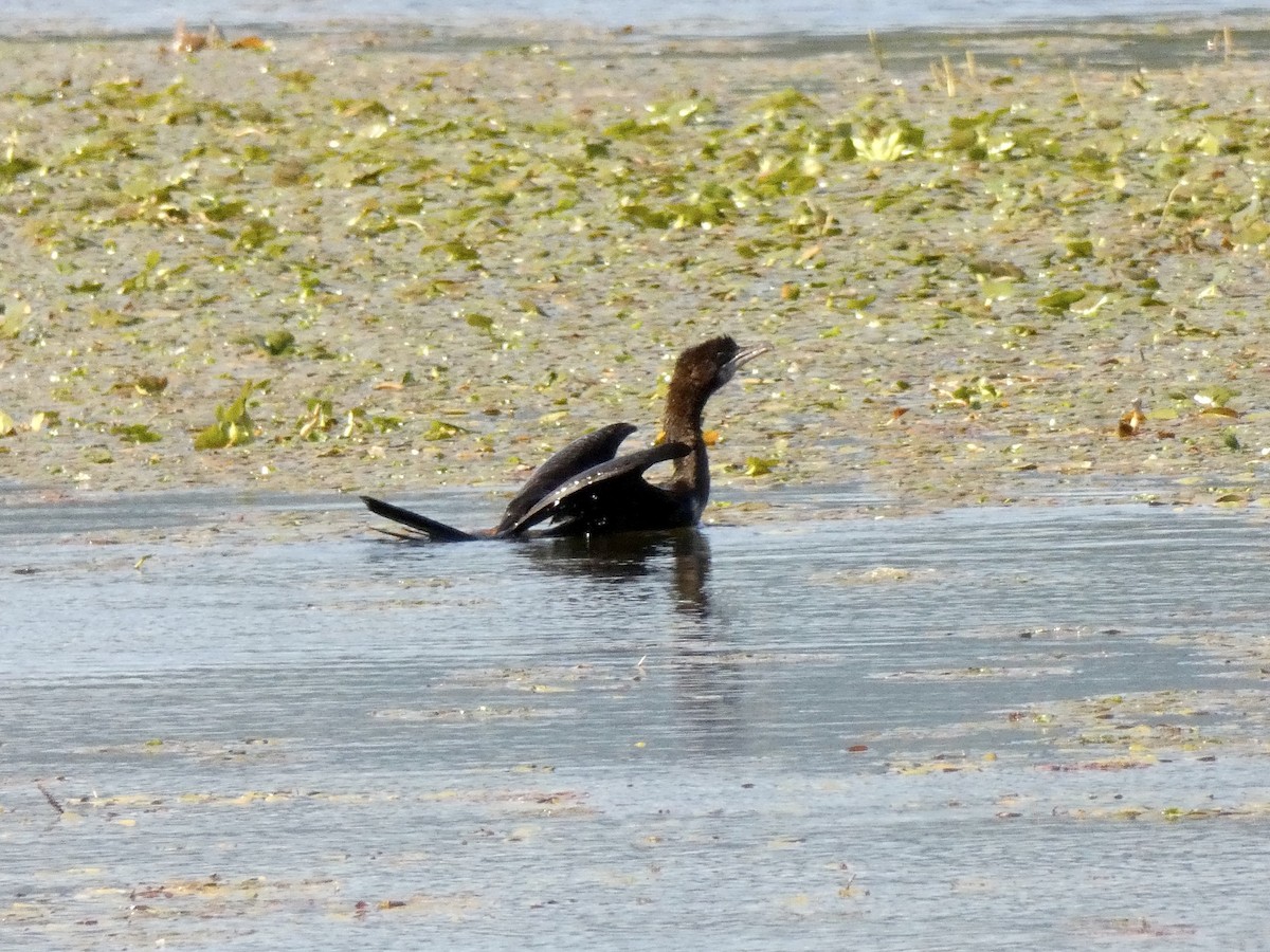 Pygmy Cormorant - ML467000311