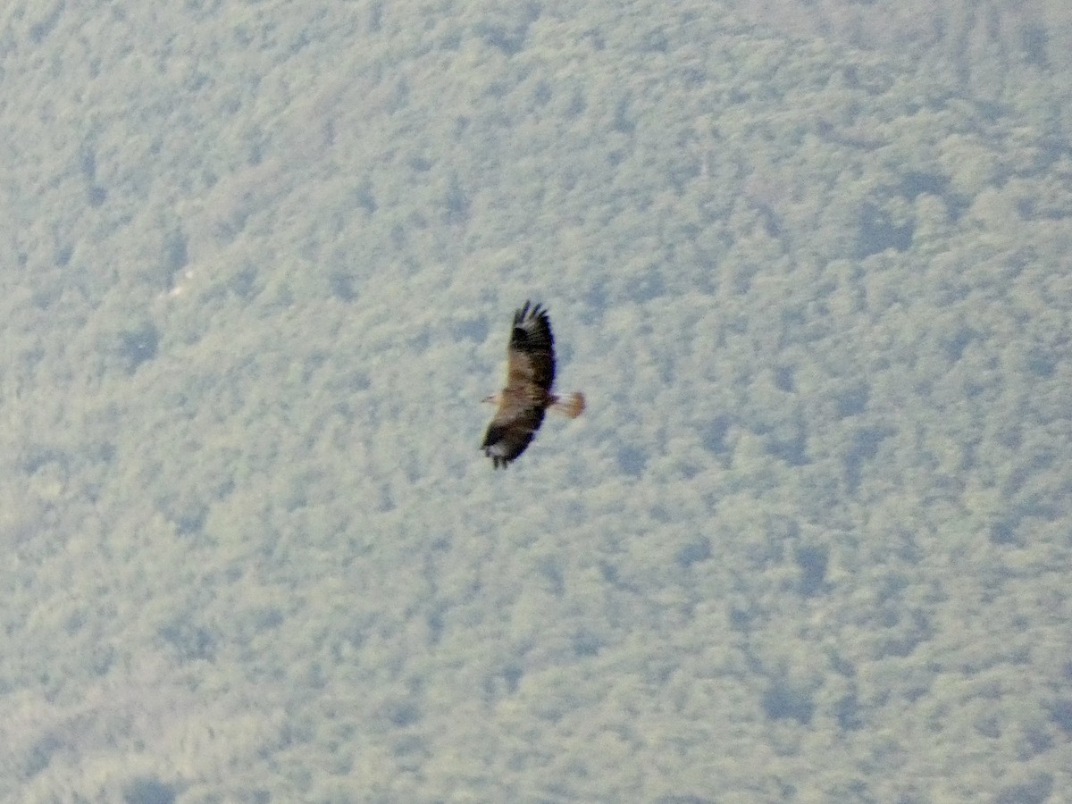 Long-legged Buzzard - ML467000321