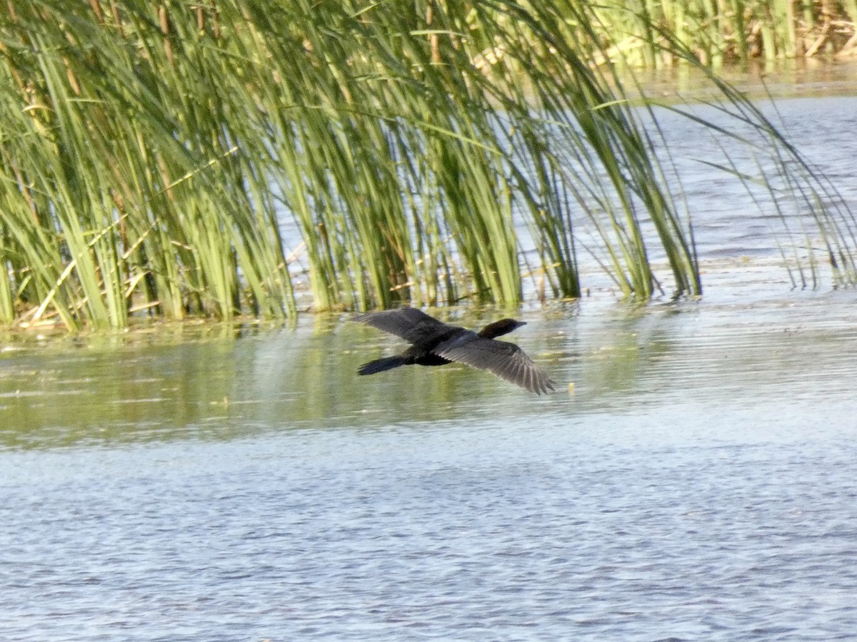 Pygmy Cormorant - ML467000391