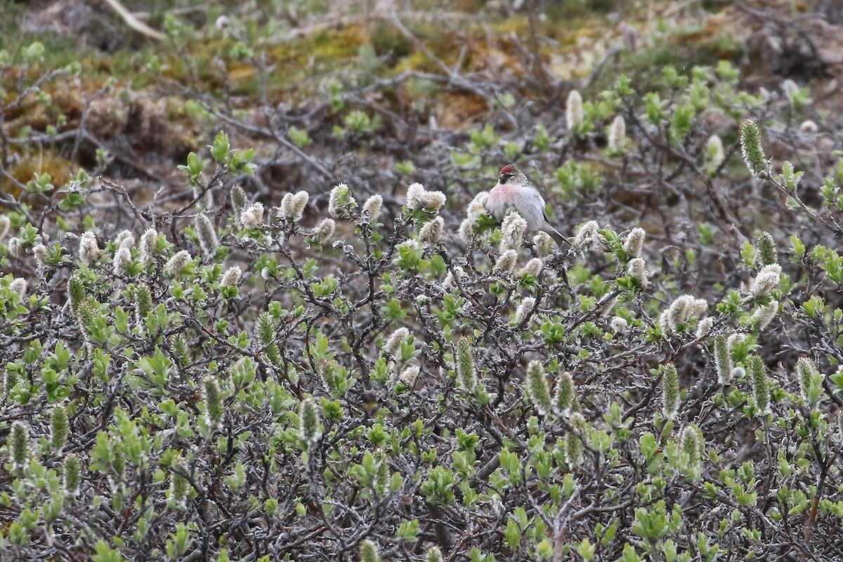 Hoary Redpoll - ML46700041