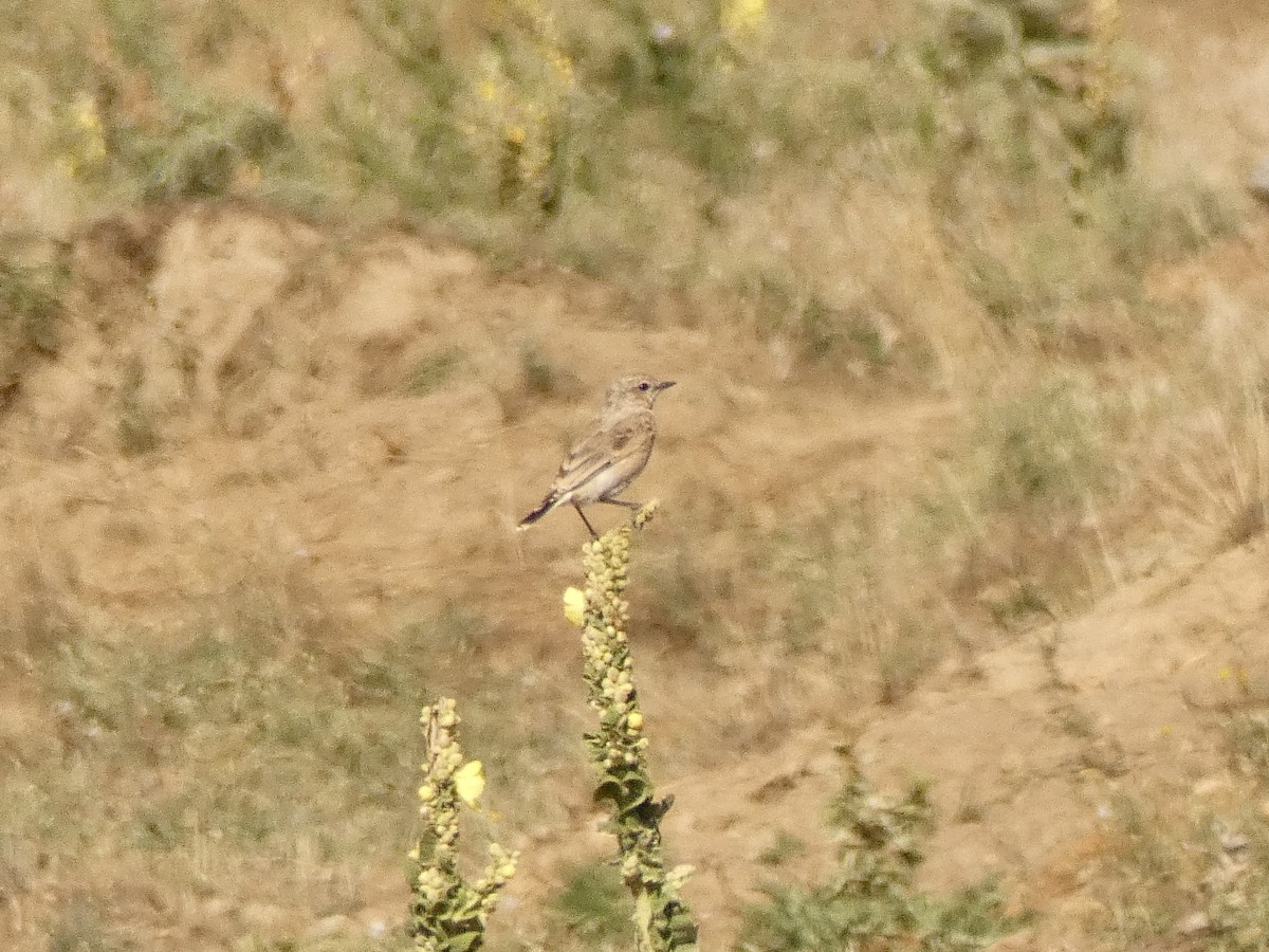 Isabelline Wheatear - ML467000461