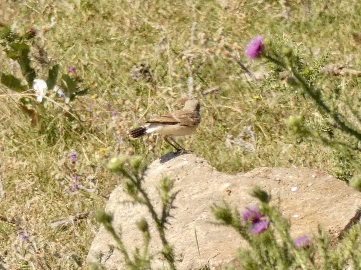 Isabelline Wheatear - ML467000471