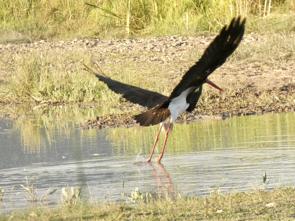 Black Stork - ML467000531