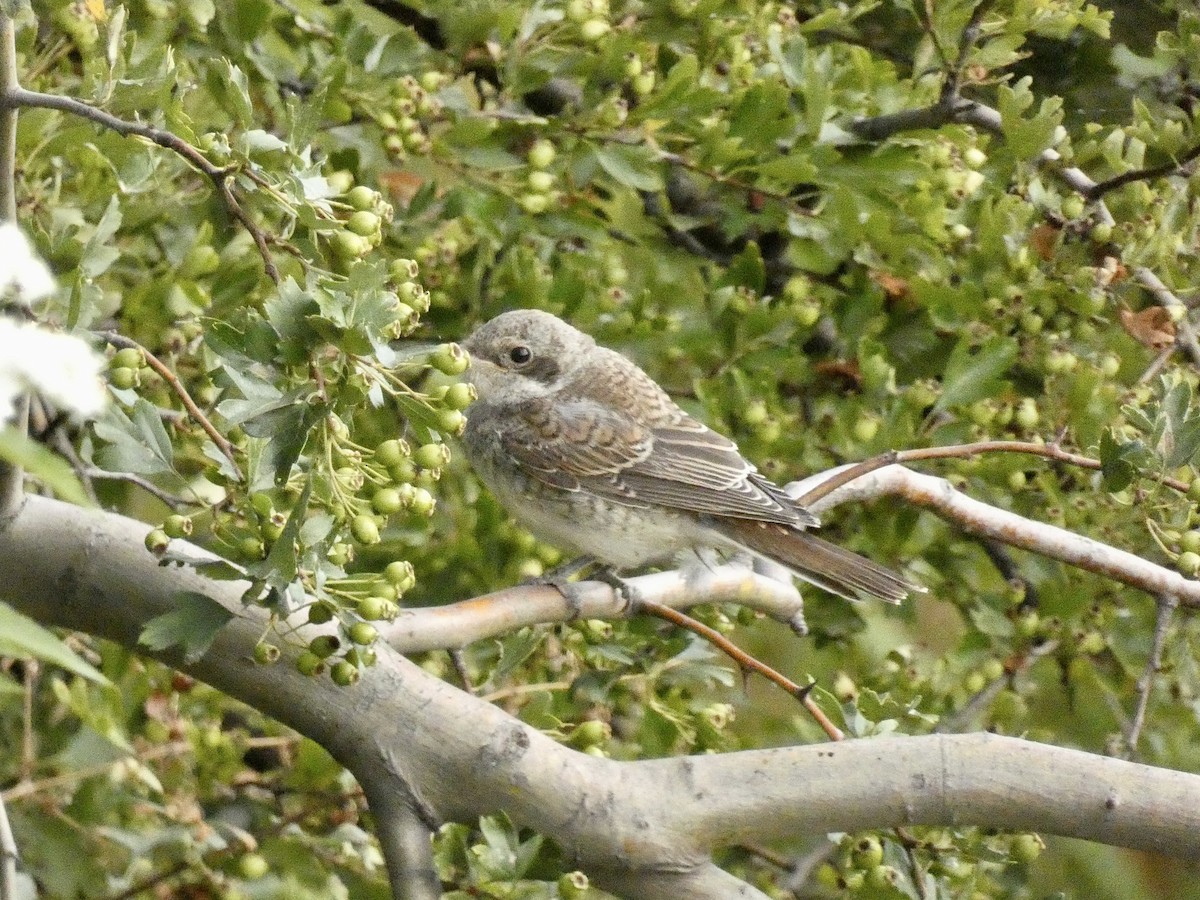 Red-backed Shrike - Jared Wilson