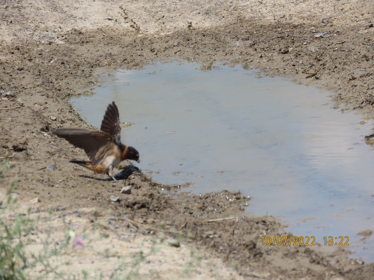 Cliff Swallow - ML467001561