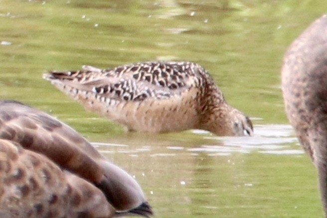 Long-billed Dowitcher - ML467002721