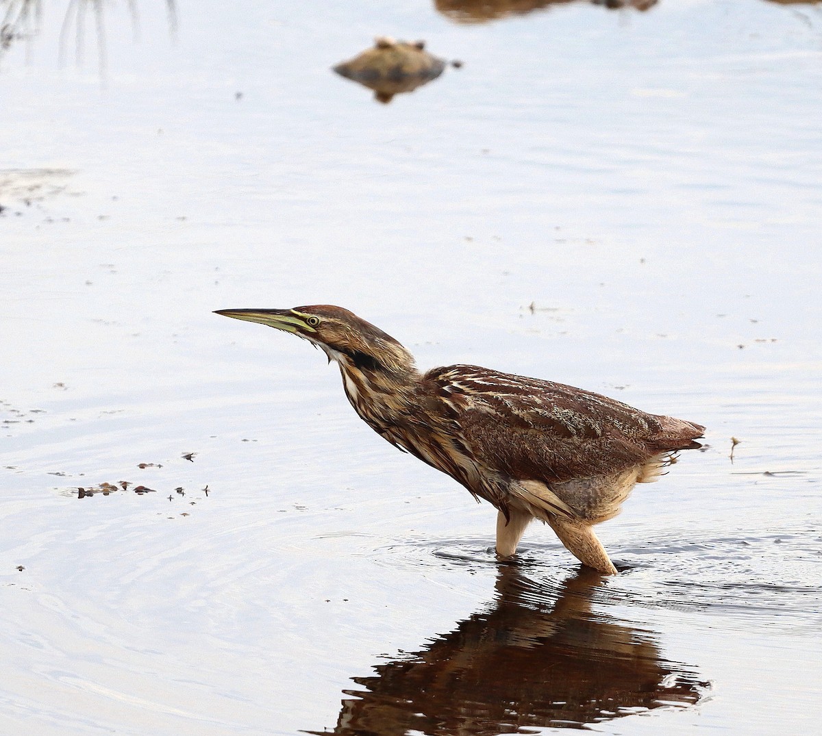 American Bittern - John & Ivy  Gibbons