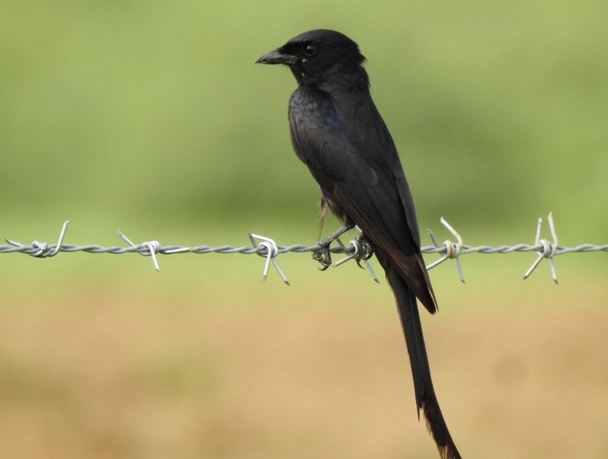 Black Drongo - Ranjeet Singh