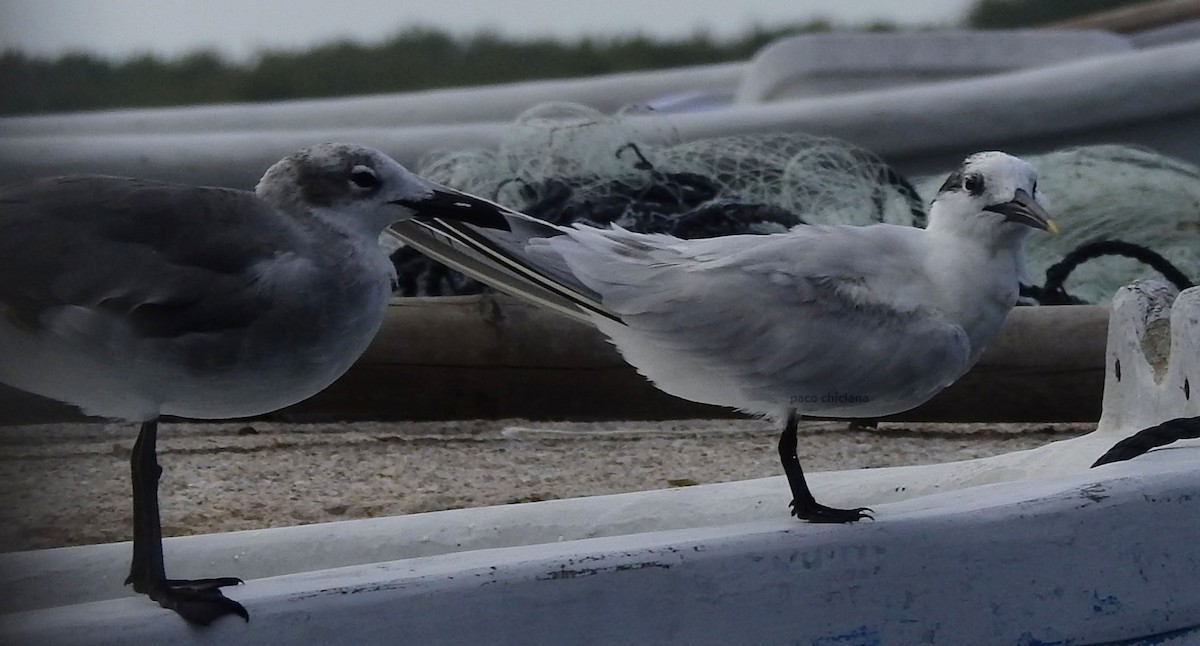 Sandwich Tern - Paco Chiclana