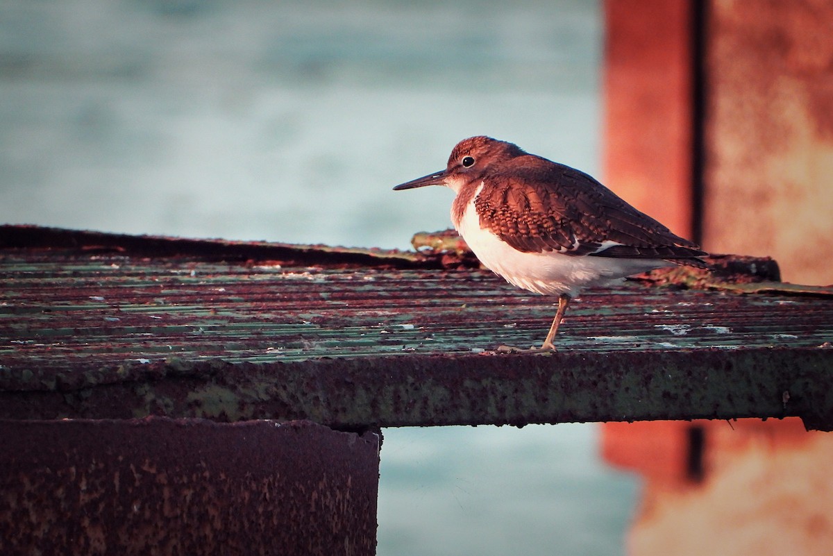 Common Sandpiper - ML467006381