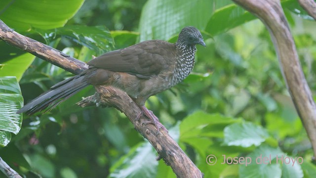 Speckled Chachalaca (Speckled) - ML467006391