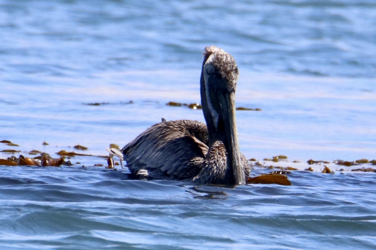 Brown Pelican - ML467006401