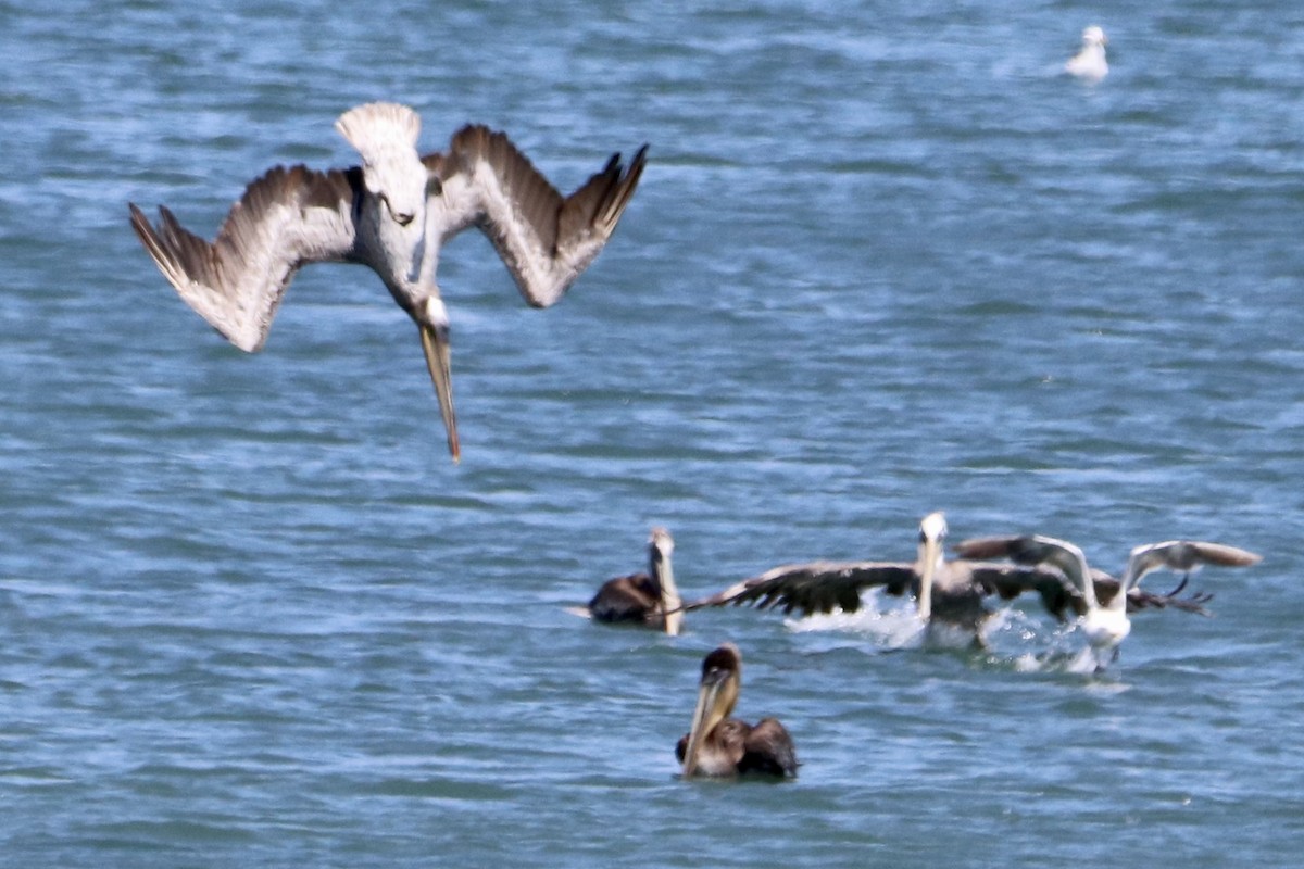 Brown Pelican - ML467006411