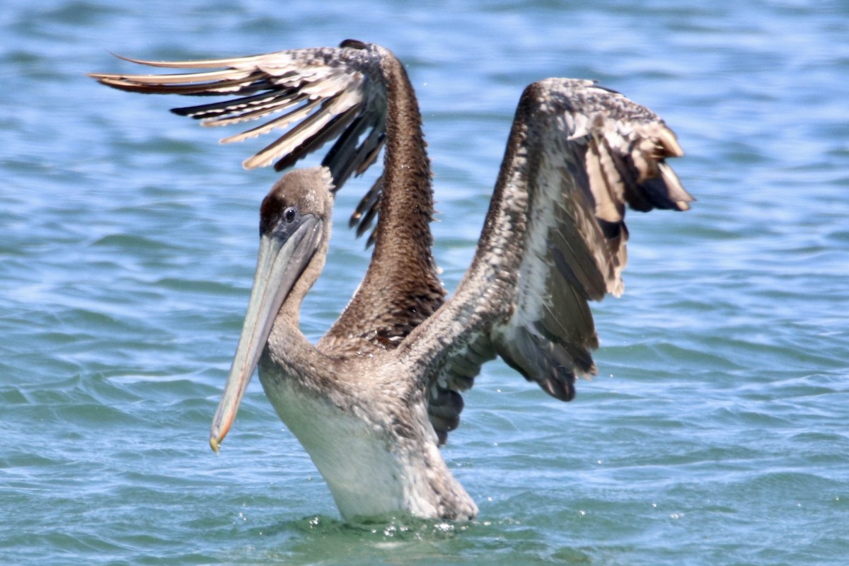 Brown Pelican - ML467006431