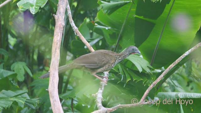 Speckled Chachalaca (Speckled) - ML467006451