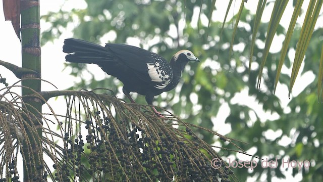 Blue-throated Piping-Guan - ML467006471