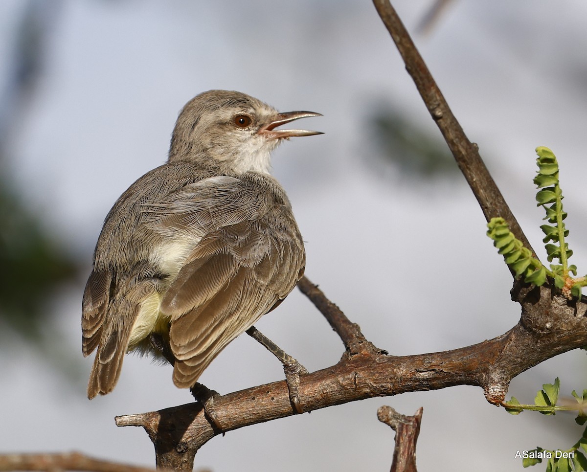 Yellow-vented Eremomela - ML467007291