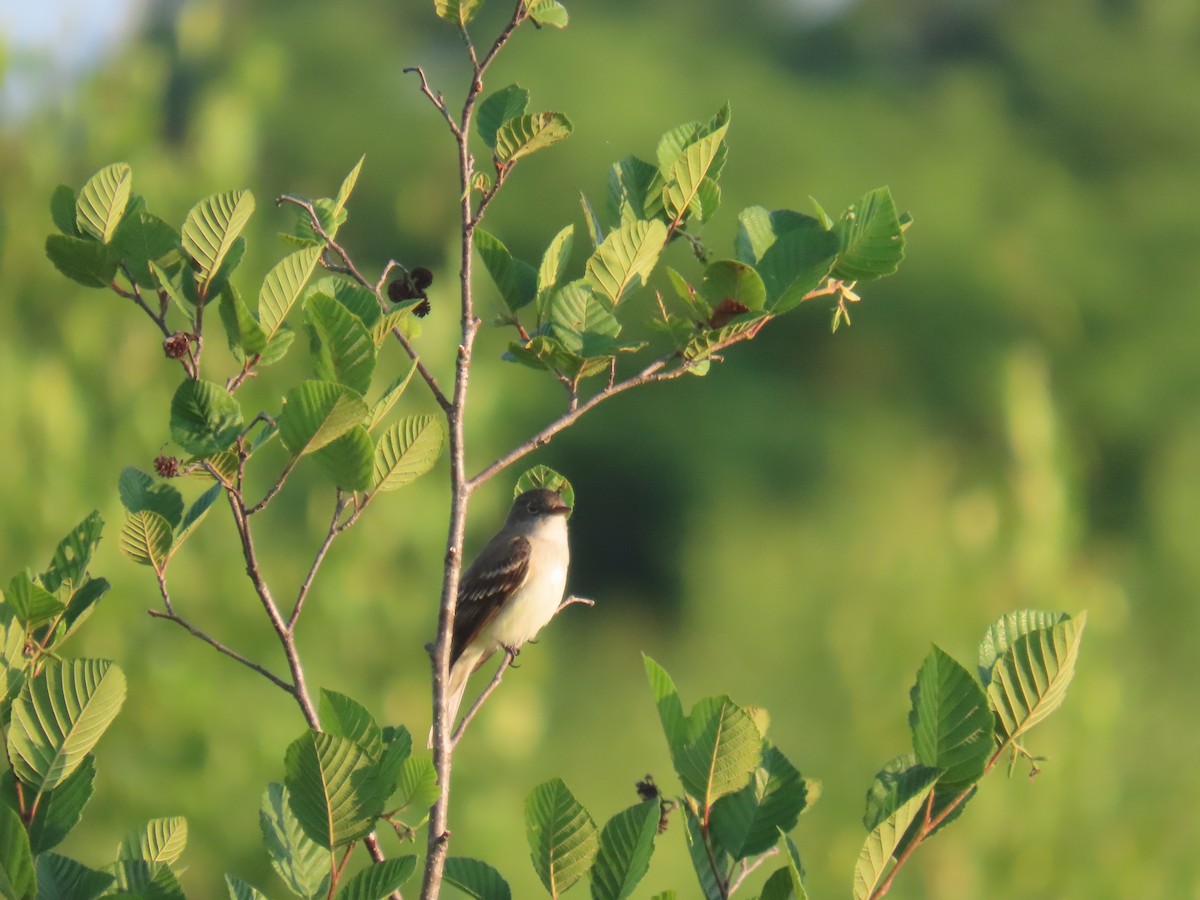 Alder Flycatcher - peter morlock