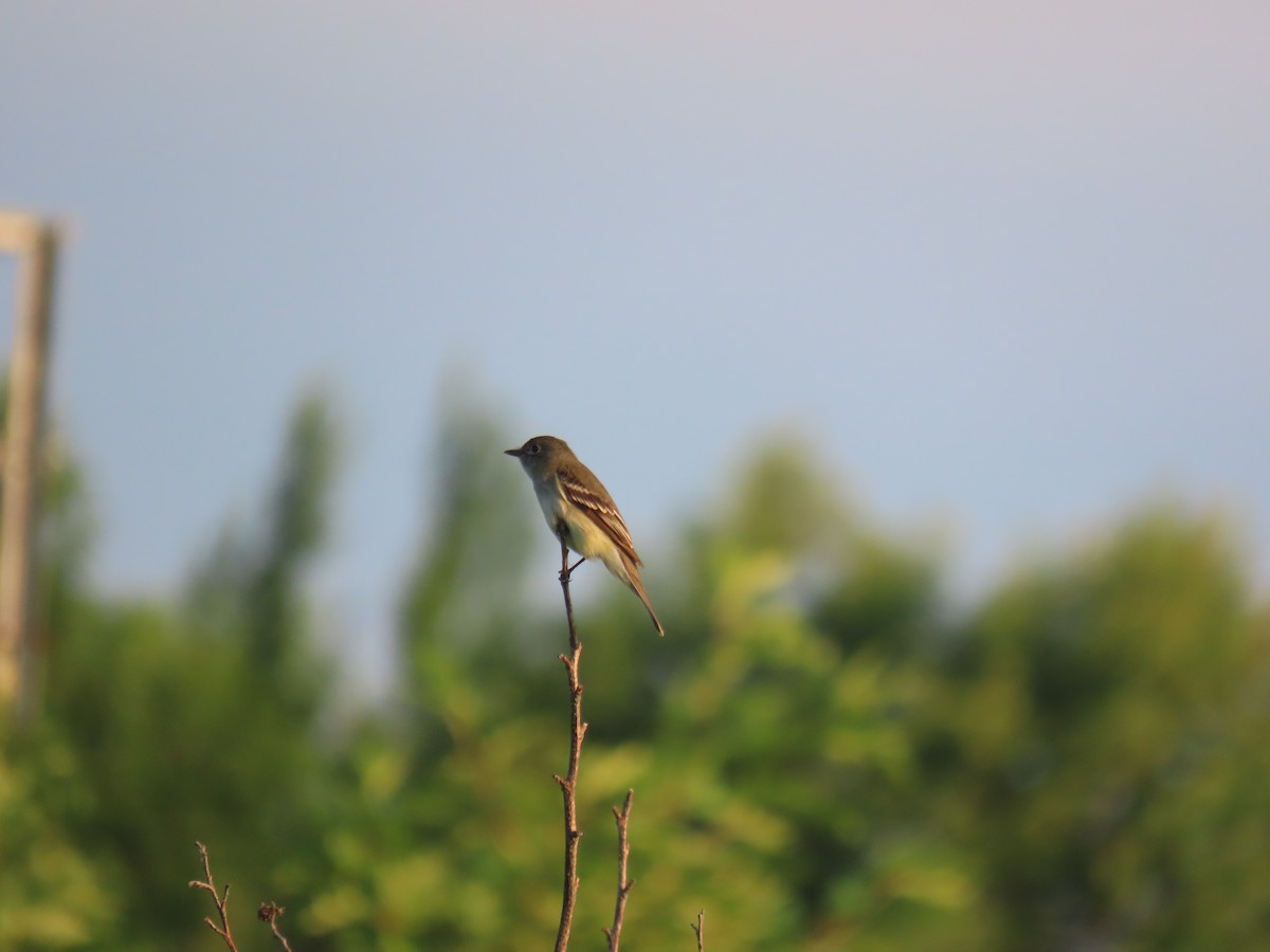 Alder Flycatcher - ML467007901