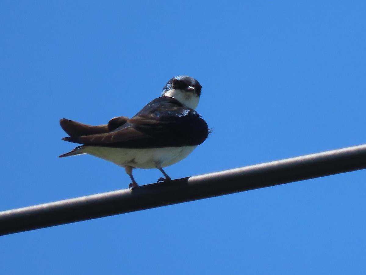 Tree Swallow - ML467008381