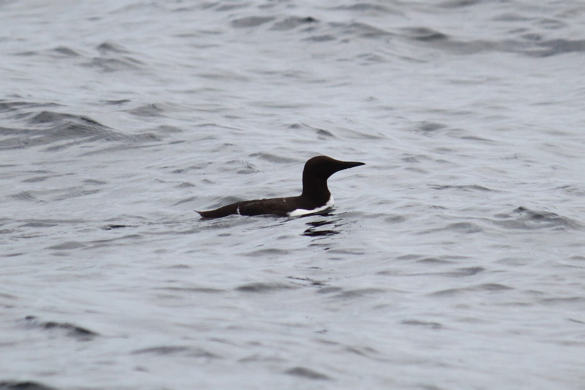 Common Murre - Joseph Fell