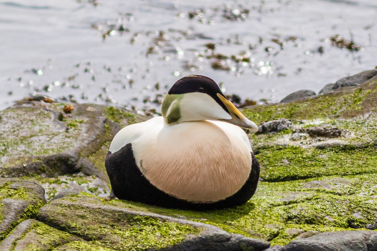 Common Eider - David Hird