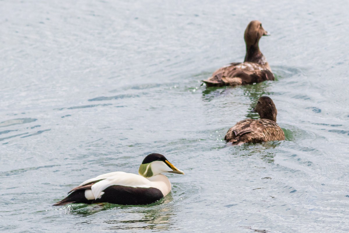 Common Eider - David Hird