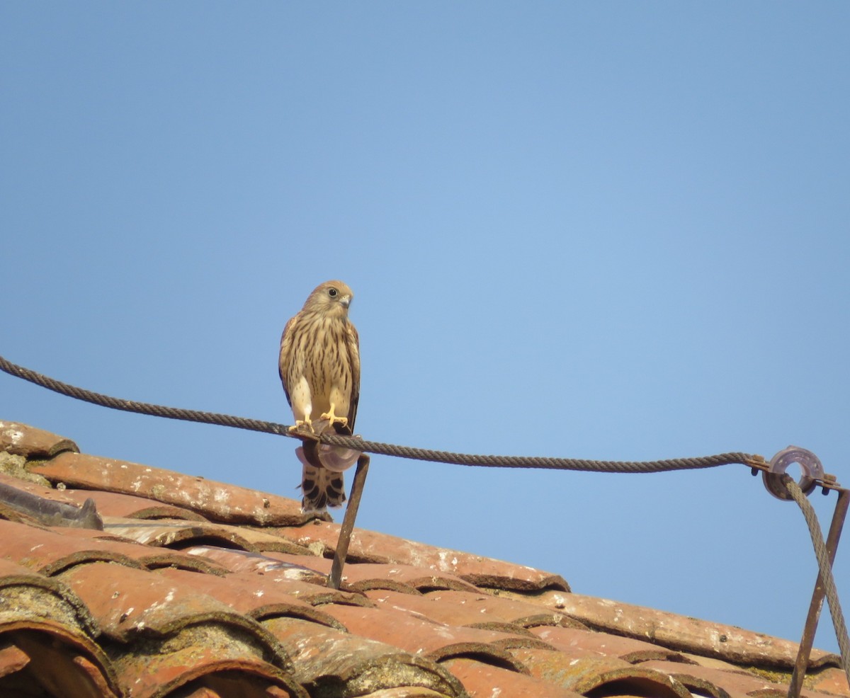 Lesser Kestrel - ML467011411