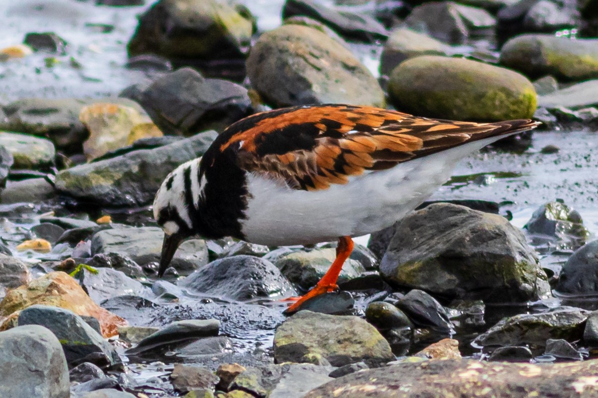 Ruddy Turnstone - David Hird