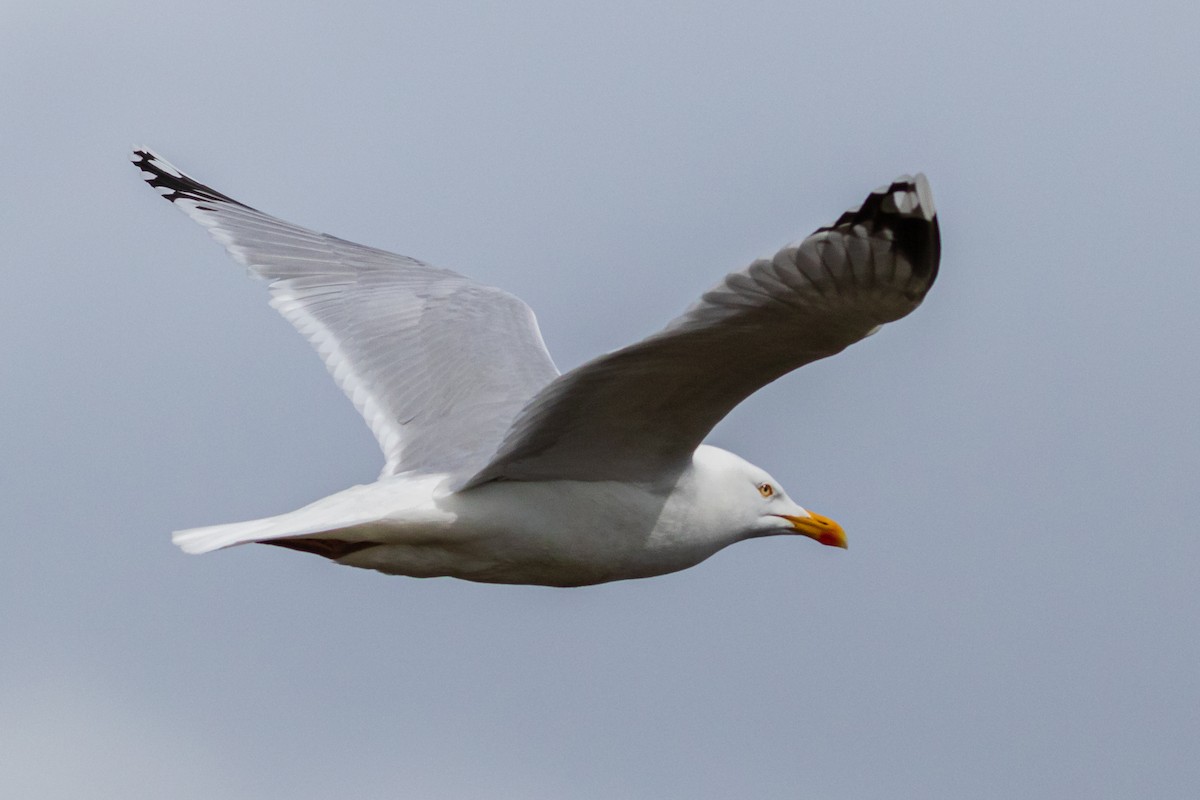 Goéland argenté (argentatus/argenteus) - ML467013201