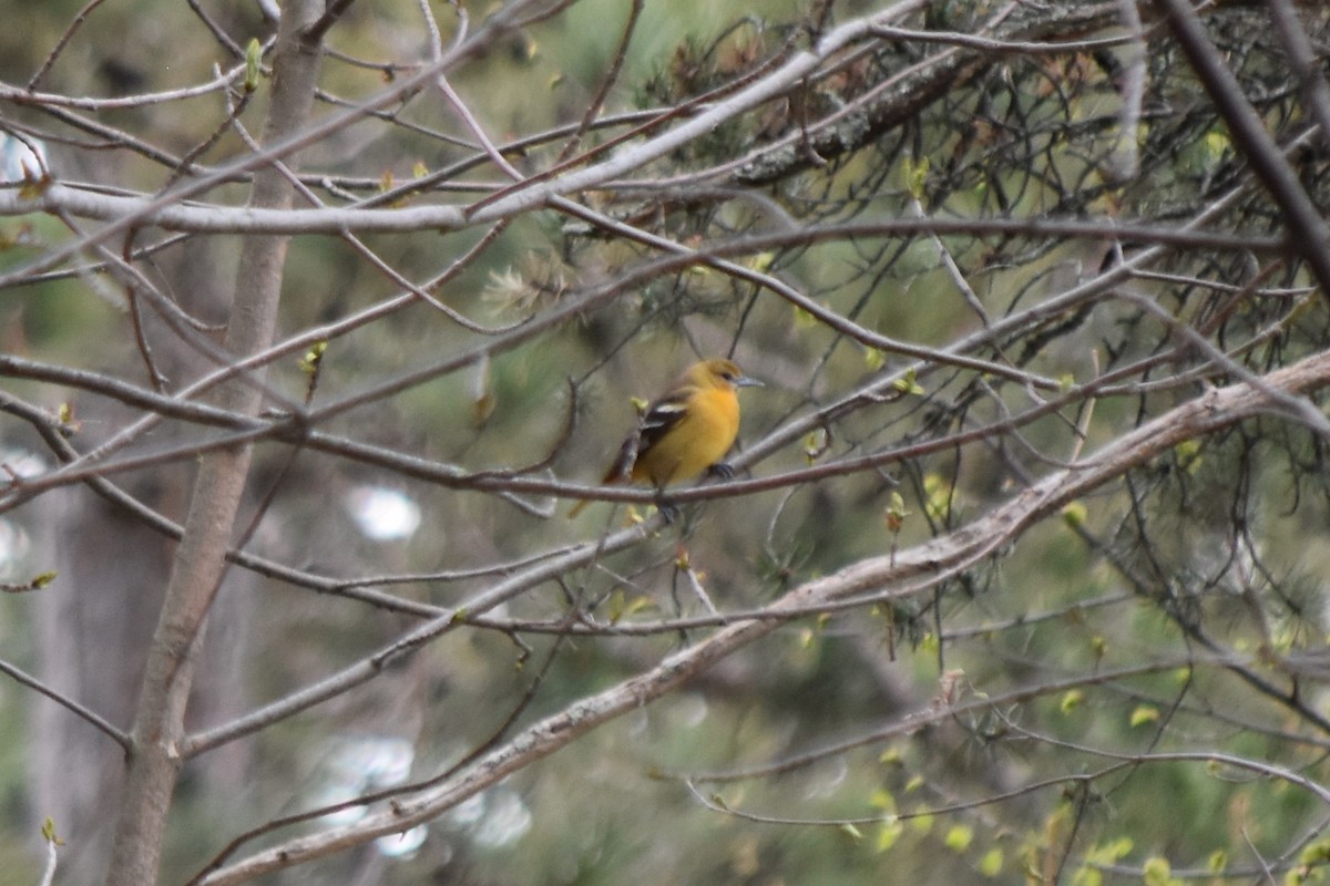 Baltimore Oriole - Aiden Saari