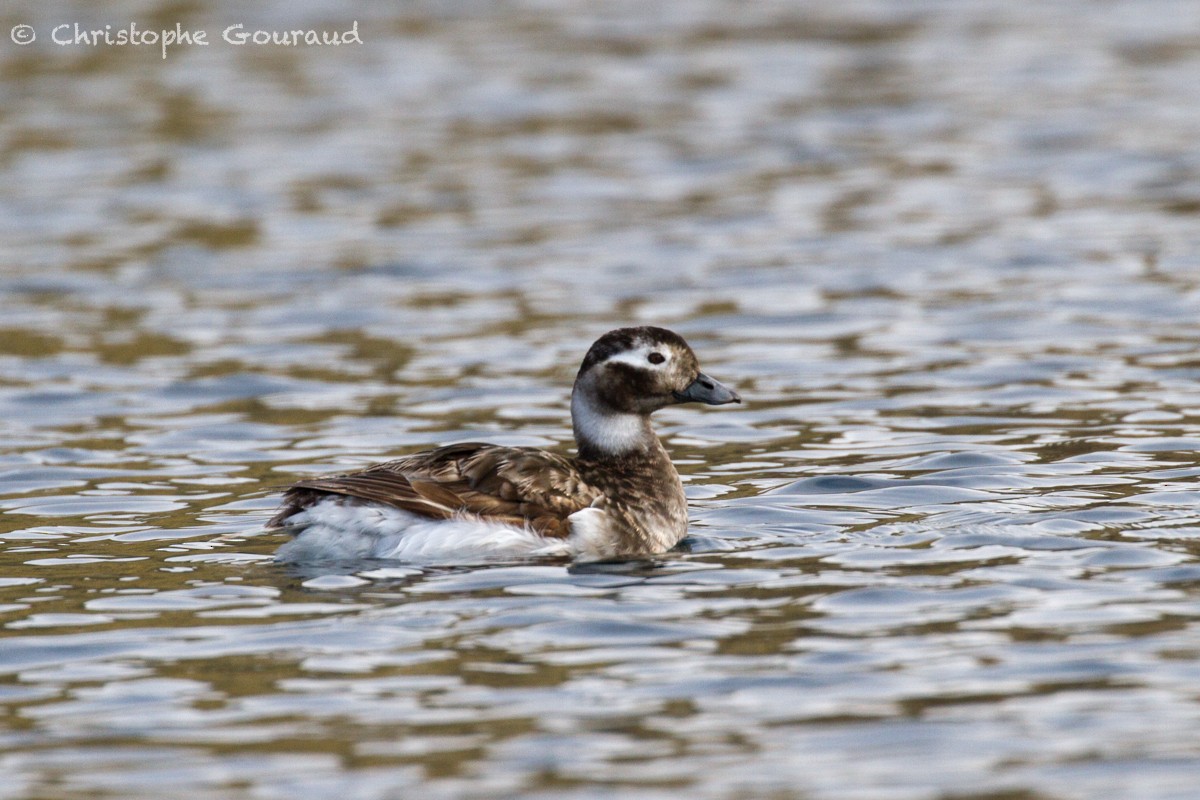 Long-tailed Duck - ML467014821