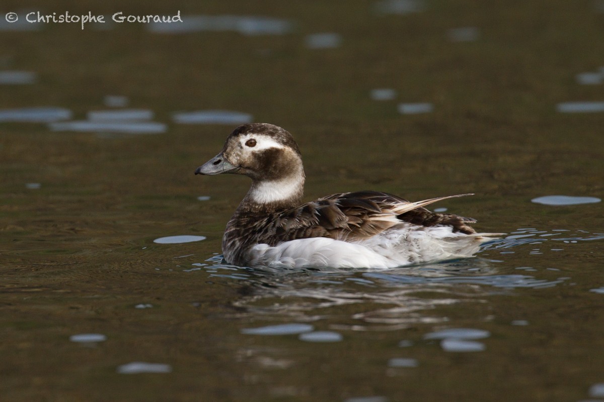 Long-tailed Duck - ML467014891