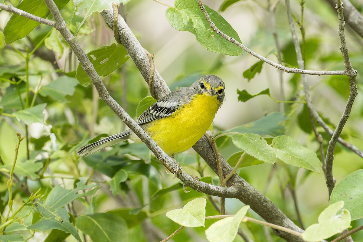 Adelaide's Warbler - Mike Andersen