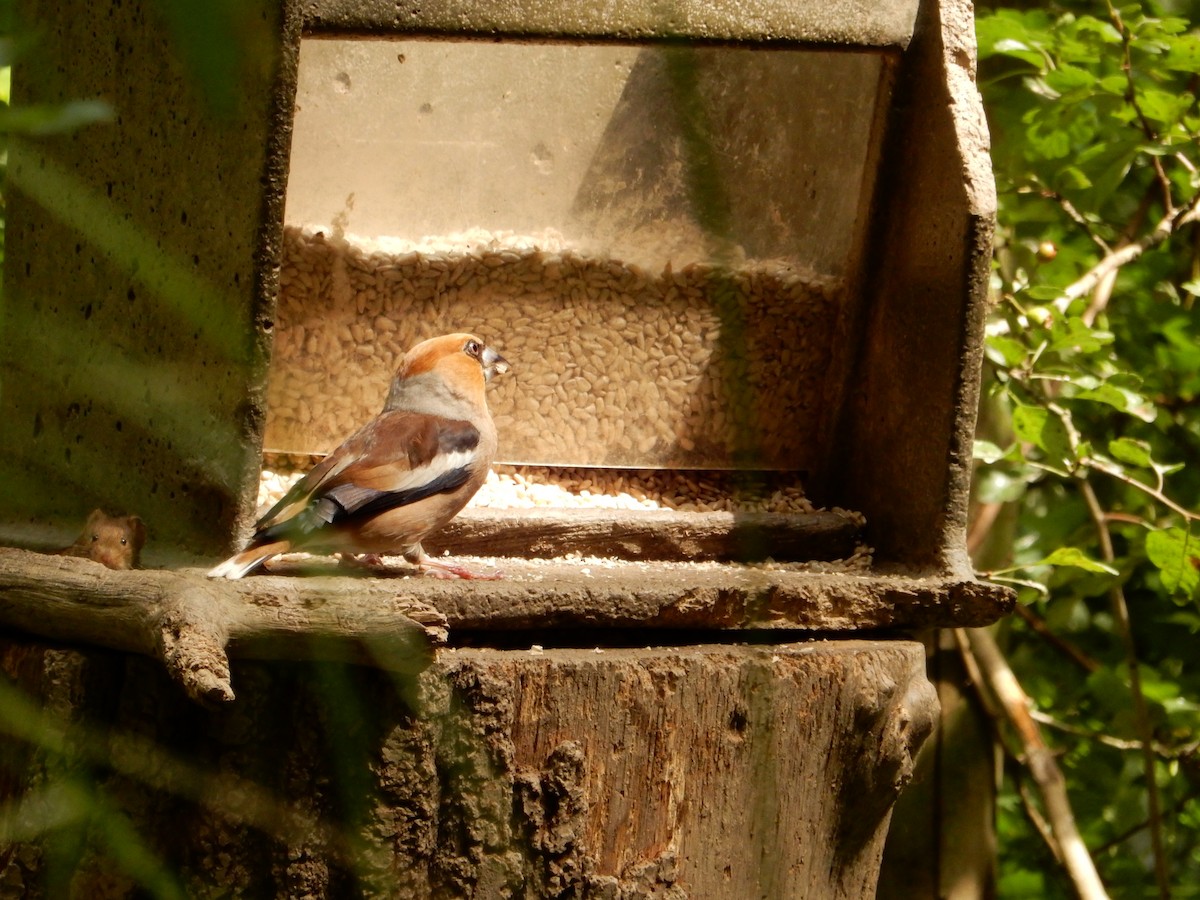 Hawfinch - ML467015961