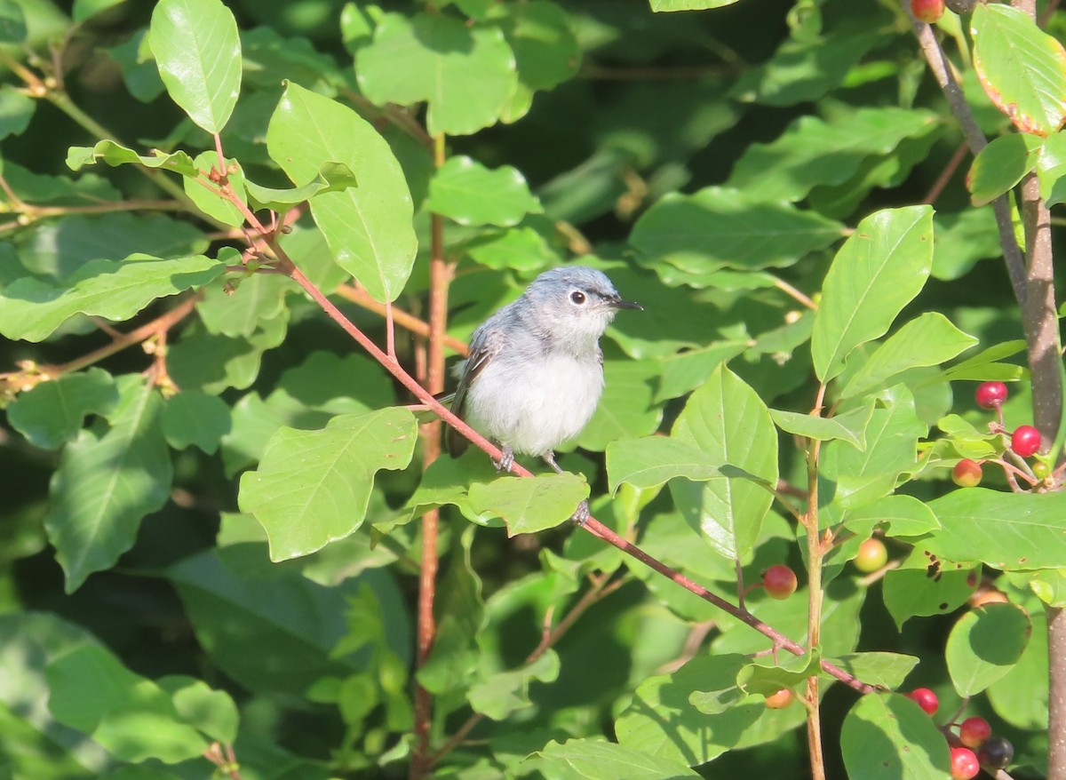 Blue-gray Gnatcatcher - ML467016691