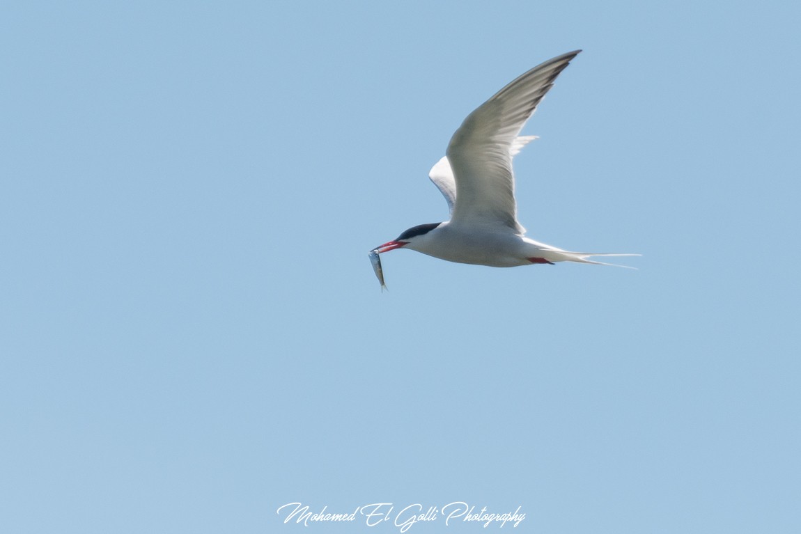 Common Tern - ML467016941