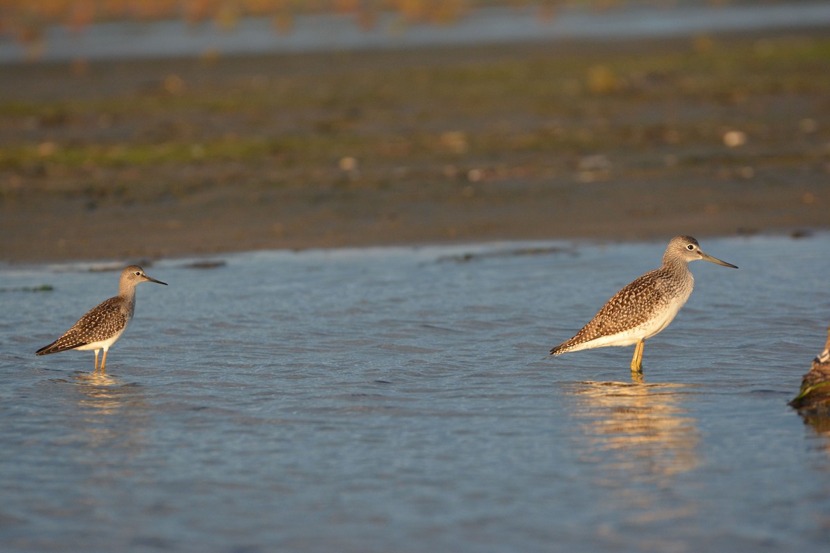 Lesser Yellowlegs - Bridget Spencer