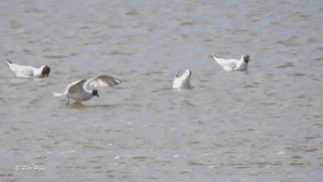 Mouette de Sabine - ML467019061