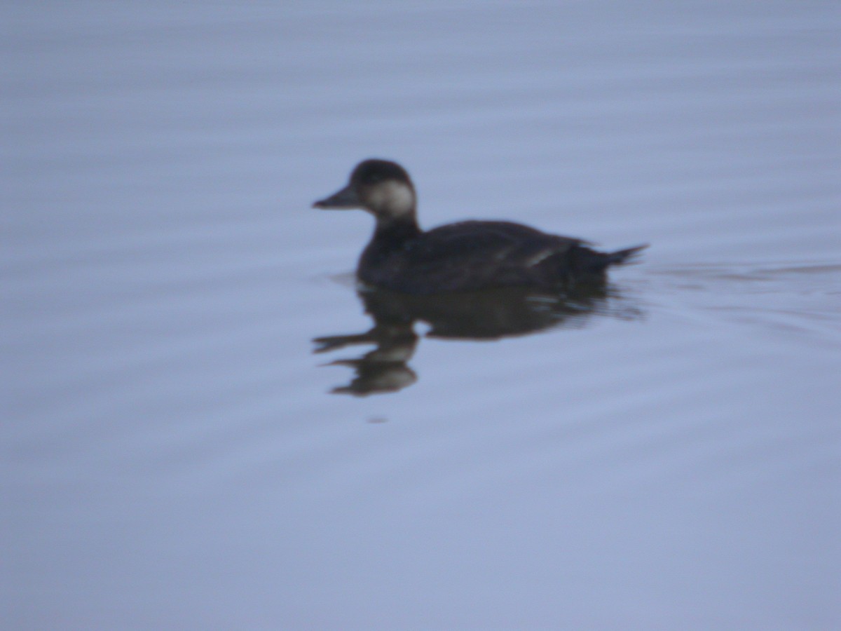 Black Scoter - Joshua Uffman