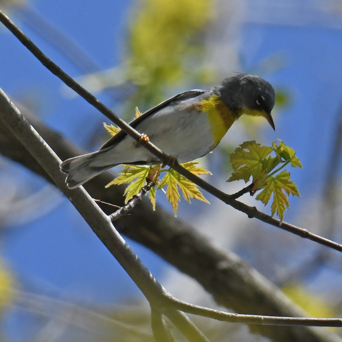 Northern Parula - ML467021581