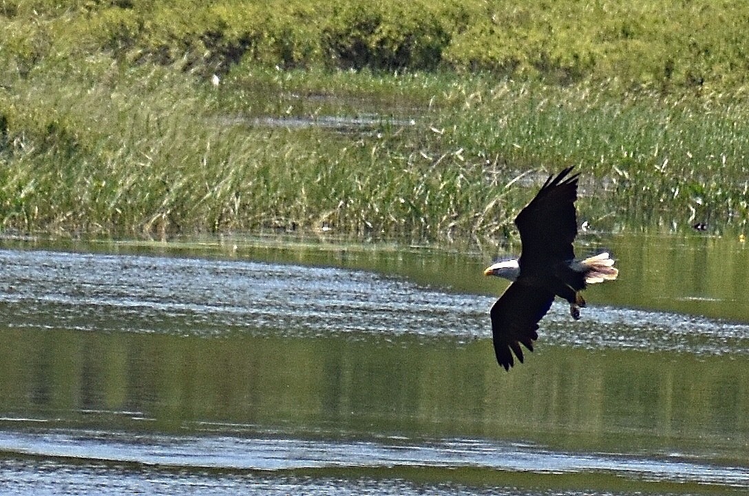 Bald Eagle - ML467023051