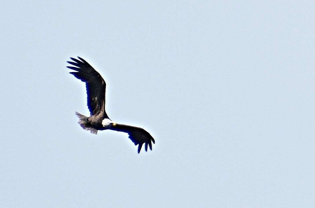 Bald Eagle - ML467023061