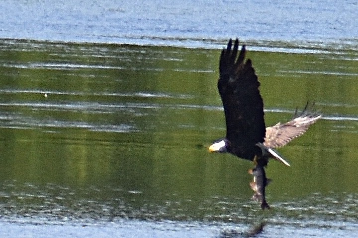 Bald Eagle - ML467023111