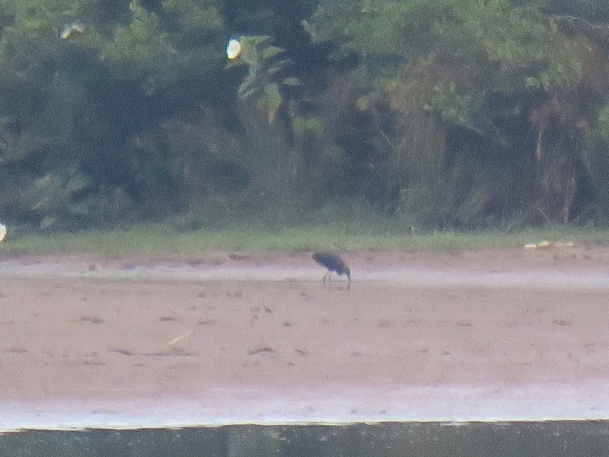 Glossy Ibis - ML467023541