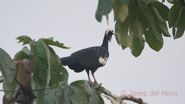 Blue-throated Piping-Guan - ML467024311