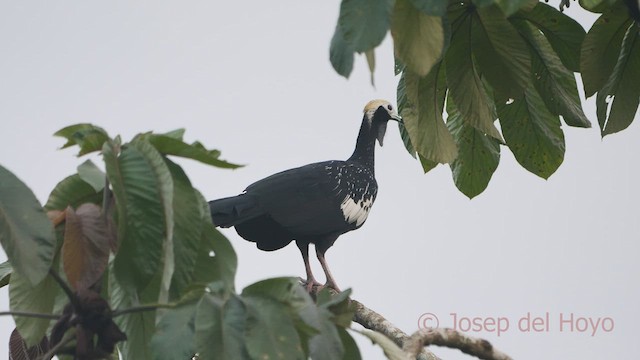 guan modrohrdlý - ML467024311