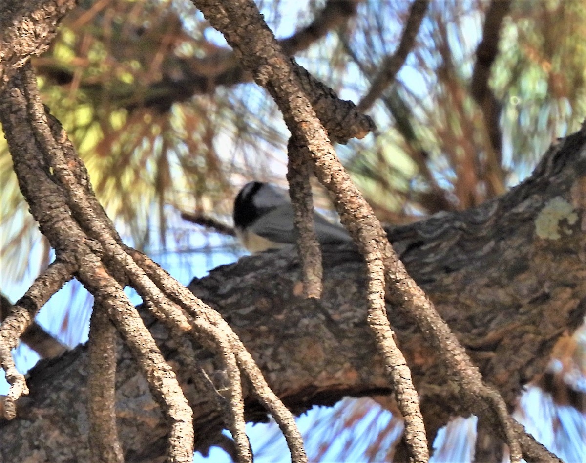 Mountain Chickadee - ML467024561